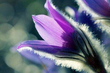 Kuhschellen - Küchenschellen	
