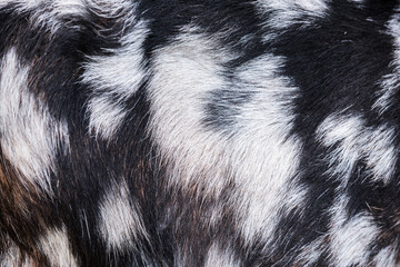 Goat skin brown with spots natural texture