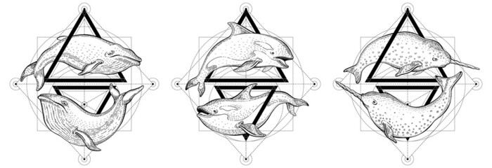 Sketch of whale, orca and narwhal with geometric triangle pattern. Etching design with sea animals for tattoo or t-shirt print. Vector hand drawn illustrations of marine animals in engraving style © Olga Che