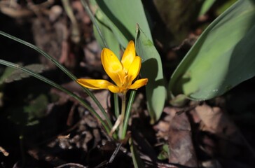 Yellow crocus grows on a spring flower bed.