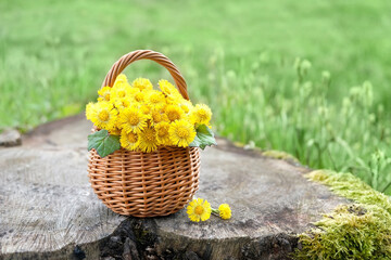 yellow coltsfoot flowers in wicker basket on tree stump outdoor, natural green background. Healing...