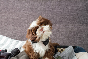 Shih tzu puppy with bow tie, bending his head and on top of an open suitcase.