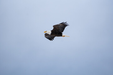 Soaring Bald Eagle 