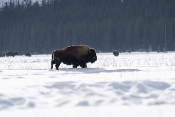 American Bison In Winter © MQphotos