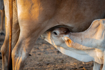 Obraz premium cow and calf in the farm