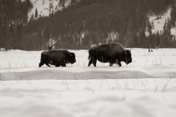 American Bison In Winter