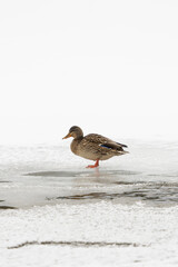 Ducks on Frozen River