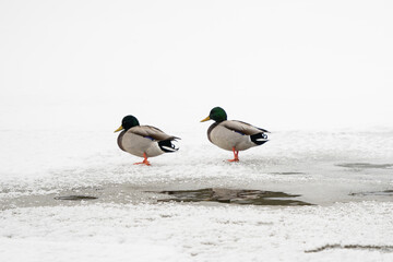 Ducks on Frozen River