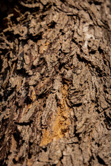 bark of a tree