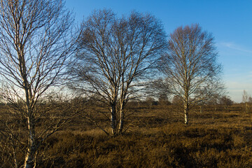 Hohes Venn, Eifel, Hochmoor