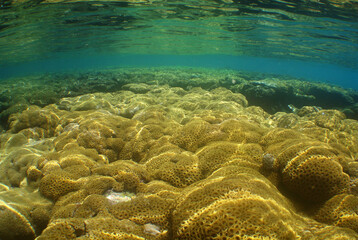                   underwater coral reef , caribbean sea , Venezuela 