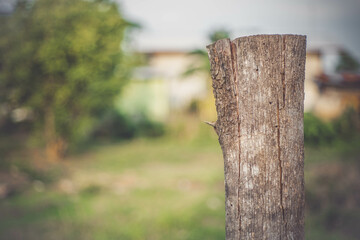The stump of a tree in nature