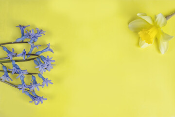 Blue hyacinth flower on yellow background. Close up of a beautiful blue hyacinth flower. Top view, flat