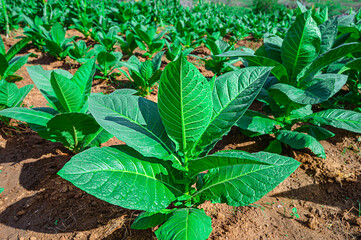 Close-up tobacco leaves on tobacco field, tobacco field shot in morning.