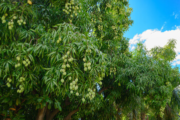 Mango tree with many fruits. Copy space. Wide angle, High quality photo