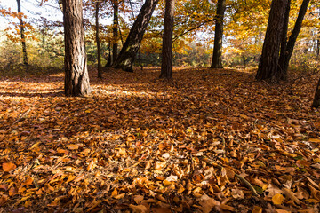 In the middle of the autumn forest, the sun shines through colorful leaves.