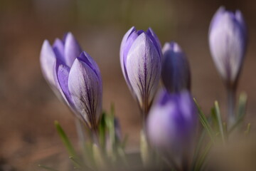 Closeup of purple snow crocus flower buds, crocus flower buds in early spring garden, spring awakening.
