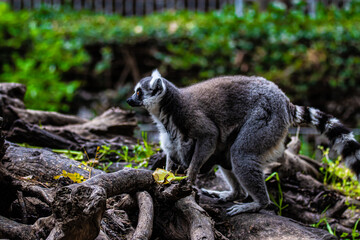 ring tailed lemur on tree