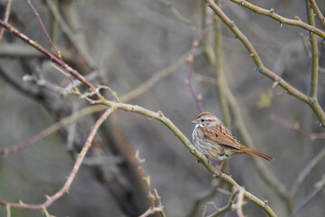Song Sparrow posing