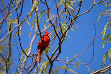 Northern Cardinal posing