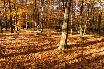 In the middle of the autumn forest, the sun shines through colorful leaves.