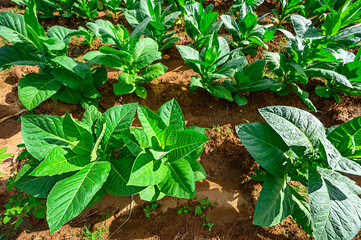 Close-up tobacco leaves on tobacco field in Dominican Republic, tobacco field