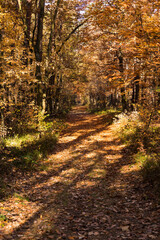 Obraz premium In the middle of the autumn forest, the sun shines through colorful leaves.