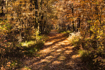 In the middle of the autumn forest, the sun shines through colorful leaves.