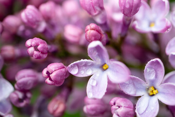 Lilac flowers close up with dew drops