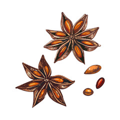 226_anice star_star anise flower, grains, brown, orange, a set of images on a white background