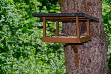 An empty bird feeder mounted to a tree.