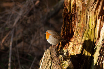 Red robin on the stump