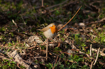 Red robin on the grass