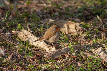 Red robin on a branch
