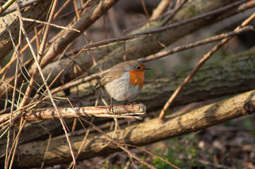 Red robin on a branch