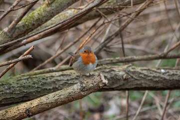 Red robin on a branch