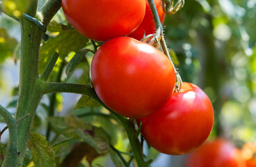 Growth ripe tomato in greenhouse