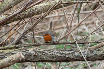 Red robin on a branch