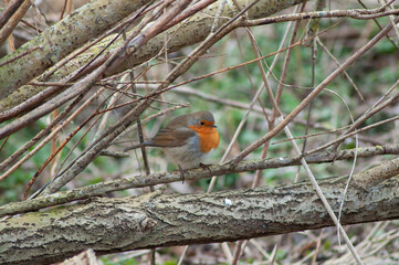Red robin on a branch