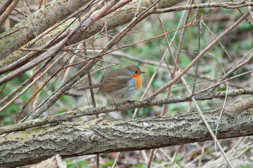 Red robin on a branch