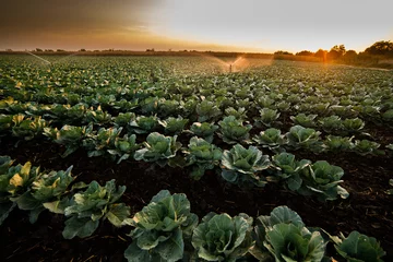 Selbstklebende Fototapeten Irrigation of vegetables into the sunset © Dusan Kostic