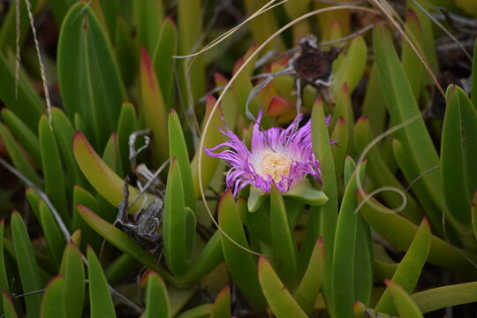 flor 