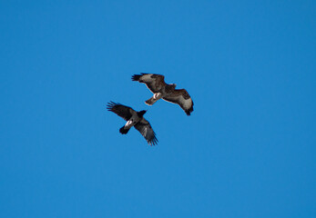 Buzzard with crow in flight 