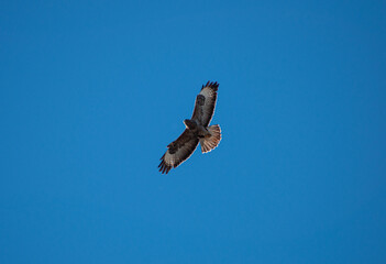 Buzzard flies in blue sky