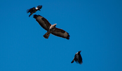 Crows attacks a buzzard - obrazy, fototapety, plakaty