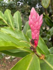 Obraz premium pink and yellow flower