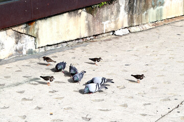 Pigeons and other birds eating in the city