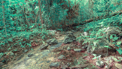 Rainforest, winding stream cameos, fallen tree. Excellent picture for printing