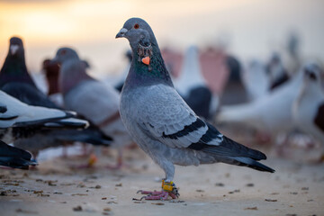 Fancy oriental pigeons. Pigeon breeding is very popular among the oriental countries. 