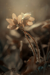 Sezon wiosenny w lesie. Przylaszczka (Hepatica nobilis)	